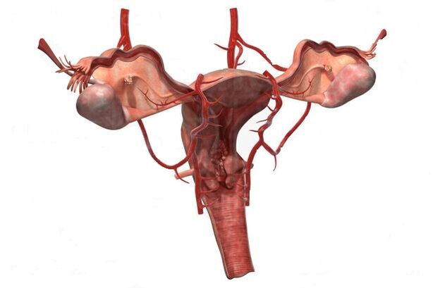 Gründe für die Entstehung von Krampfadern des kleinen Beckens.