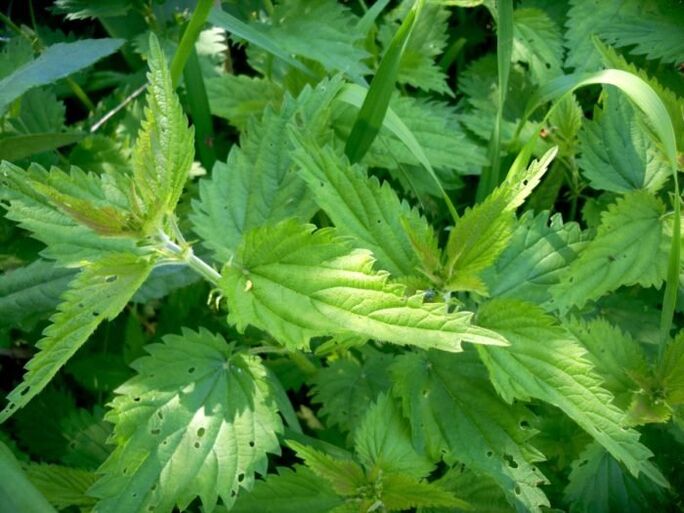 Brennnessel ist ein wirksames Mittel zur Behandlung von Krampfadern im Frühstadium.